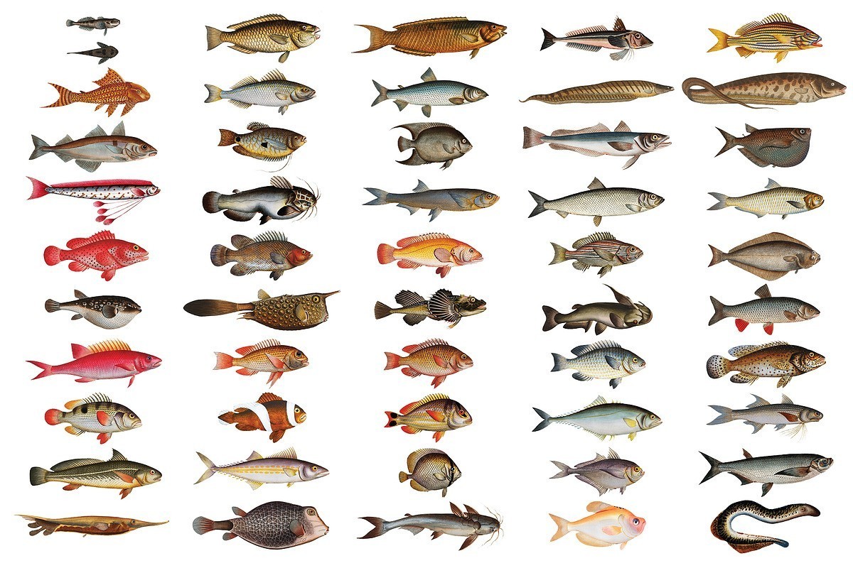 500+复古鱼类插画高清图片素材PNG